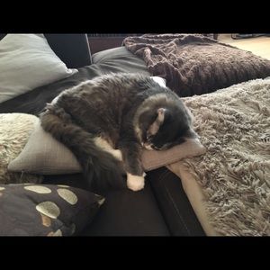 Meet your Posher, Susan